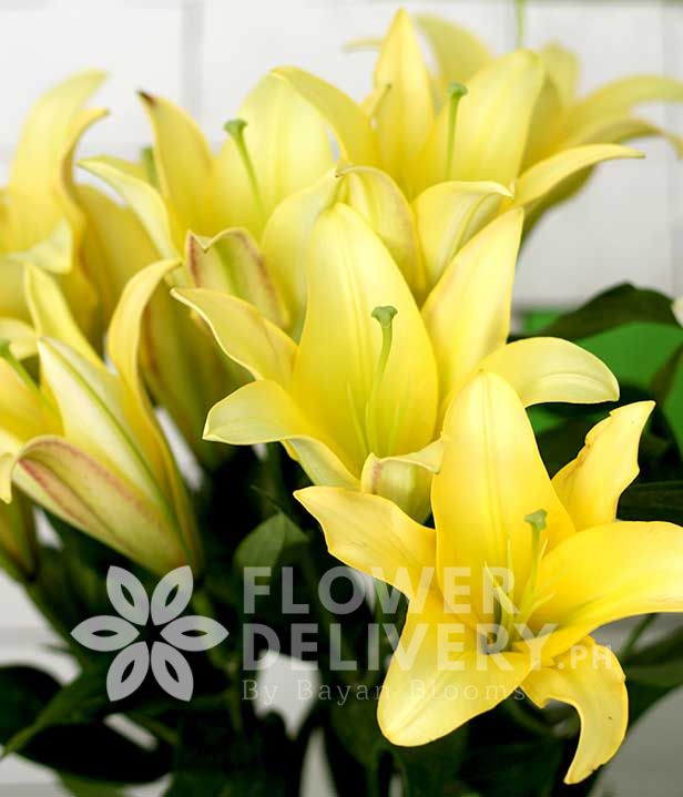 1 Dozen Yellow Lilies