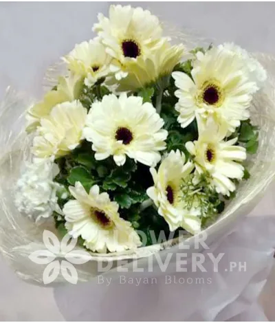 1 Dozen White Gerberas 1 Dozen White Gerberas