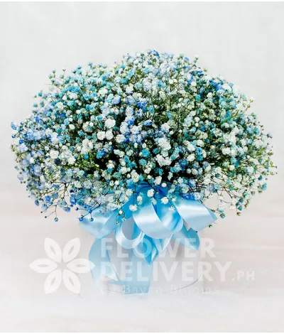 Pretty Box of Sky Blue Gypsophila Pretty Box of Sky Blue Gypsophila