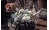 Spooky & Stunning: Halloween-Themed Flowers in the Philippines